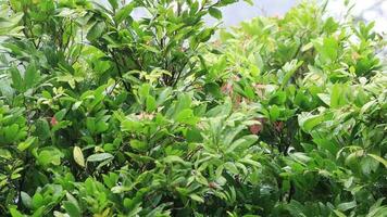 Top view of beautiful dark greenish leaves on a rainy day video