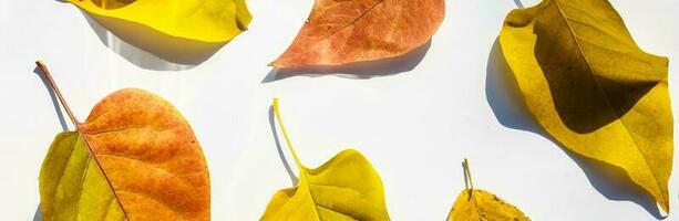 Multicolored leaves. Colorful autumn leaves collection isolated on white background photo