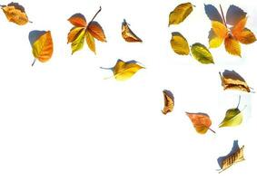 Multicolored leaves. Colorful autumn leaves collection isolated on white background photo