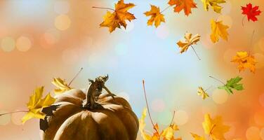 Autumn scene with pumpkins, Halloween or Thanksgiving background, copy space photo