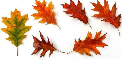 Multicolored leaves. Colorful autumn leaves collection isolated on white background photo