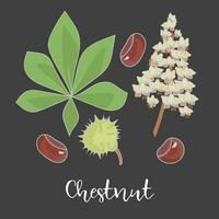 Chestnut Leaf With Flower and Seed on Black vector
