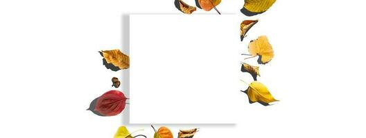 Multicolored leaves. Colorful autumn leaves collection isolated on white background photo