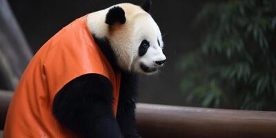 panda con naranja chaqueta y capucha ai generado foto