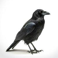 Crow isolated on white background, generate ai photo