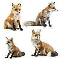 Foxe isolated on white background, generate ai photo