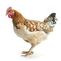 Hen isolated on white background, generate ai photo