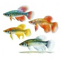 Guppies isolated on white background, generate ai photo