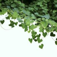 Hanging vines ivy foliage jungle bush, heart shaped green leaves climbing plant nature backdrop , generate ai photo
