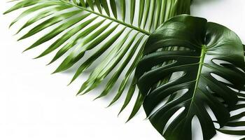 Tropical palm leaves and swiss cheese plant isolated on white background , generate ai photo