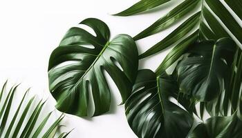 Tropical palm leaves and swiss cheese plant isolated on white background , generate ai photo