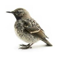 Bird isolated on white background, generate ai photo