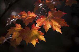 autumn maple leaves in a row, vivid colors, panorama illustration on black background photo