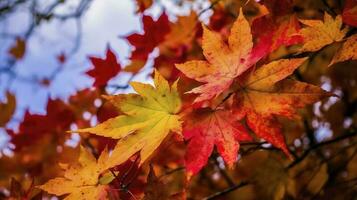 hermosa otoño paisaje con. vistoso follaje en el parque. que cae hojas natural fondo, generar ai foto