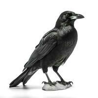 Crow isolated on white background, generate ai photo