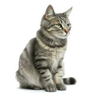 Cat isolated on white background, generate ai photo