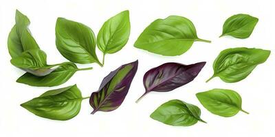 Green basil leaves with Clipping paths, full depth of field. Fresh red basil herb leaves isolated on white background. Purple Dark Opal Basil. Focus stacking, generate ai photo