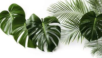 Tropical palm leaves and swiss cheese plant isolated on white background , generate ai photo