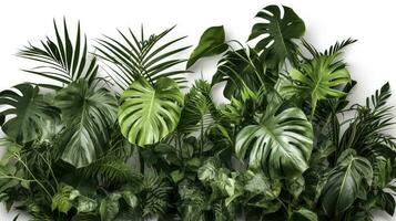 Tropical leaves foliage plant jungle bush floral arrangement nature backdrop isolated on white background, clipping path included, generate ai photo