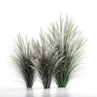 ornamental grass isolated on white backgroundi, generate ai photo