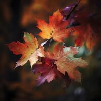 autumn maple leaves in a row, vivid colors, panorama illustration on black background photo