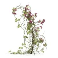 Green vine plant with dried pink flowers isolated on white background, generate ai photo