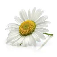 Daisy flower isolated on white background as package design element, generate ai photo