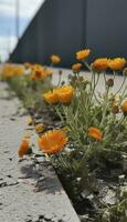 algunos flores son forrado arriba en el lado de un camino, en el estilo de brutalista, Pato centro, Mancha medida, concreto, naranja, pradera centro, reciclado, generar ai foto