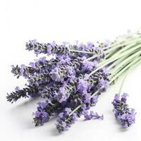 Beautiful lavender flowers on white background, generate ai photo