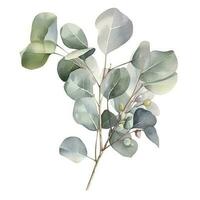 Eucalyptus branch isolated on white background. Flat lay, top view. floral concept, generate ai photo