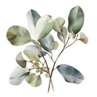 Eucalyptus branch isolated on white background. Flat lay, top view. floral concept, generate ai photo