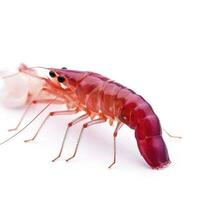 cherry shrimp isolated on white background, generate ai photo