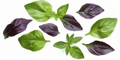 Green basil leaves with Clipping paths, full depth of field. Fresh red basil herb leaves isolated on white background. Purple Dark Opal Basil. Focus stacking, generate ai photo