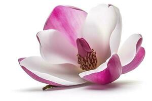 pink magnolia on transparent background , generate ai photo