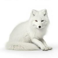 Arctic fox isolated on white background, generate ai photo