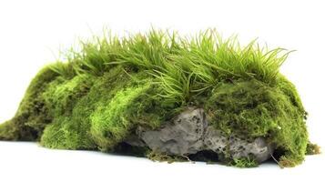 Green moss with grass isolated on white background, generate ai photo