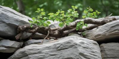 Rocks with a tree branch on the top photo