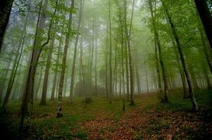 bosque en primavera con niebla foto