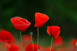 Field of poppies photo