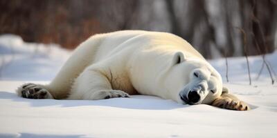 A polar beer sleeping on snow photo