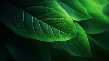 Abstract Natural Leaf Closeup Shoot Background photo
