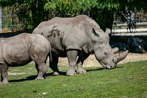 White rhinoceros. Mammal and mammals. Land world and fauna. Wildlife and zoology. photo