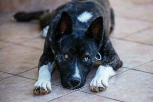 Beautiful black and white akita mutt dog. Mixed and cross-breed. photo
