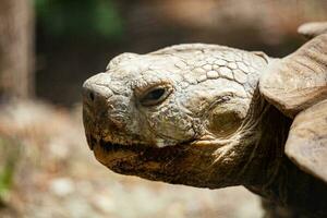 tortuga. reptil y reptiles anfibio y anfibios tropical fauna. fauna silvestre y zoología. naturaleza y animal fotografía. foto