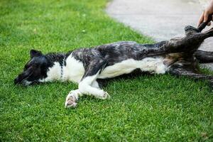 Beautiful black and white akita mutt dog. Mixed and cross-breed. photo