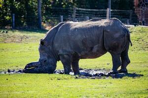 White rhinoceros. Mammal and mammals. Land world and fauna. Wildlife and zoology. photo