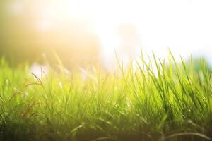 Green fresh grass natural background with copy space. . photo