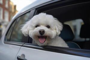 Happy Bichon Frise dog with his tongue hanging out leans out of a car window. Travel with pets. . photo