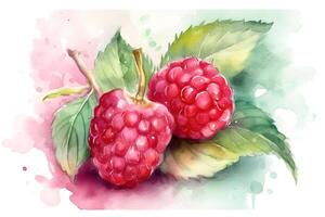 Watercolor painting of ripe raspberry on white background. . photo