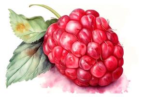 Watercolor painting of raspberry close up on white background. . photo
